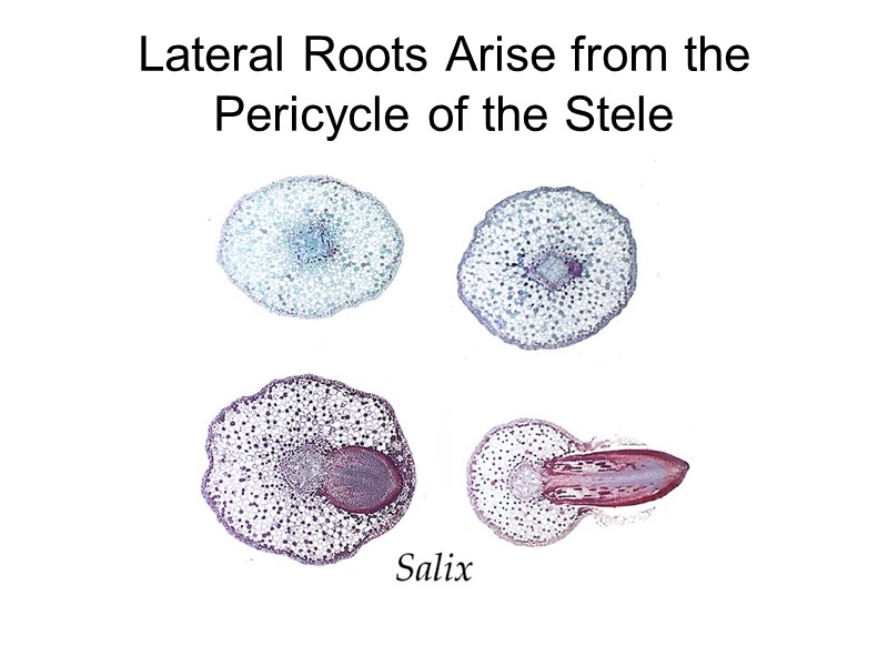 Lateral Roots Arise from the Pericycle of the Stele